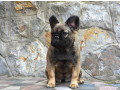 francuski-buldog-fluffy-small-2