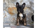 francuski-buldog-fluffy-small-3