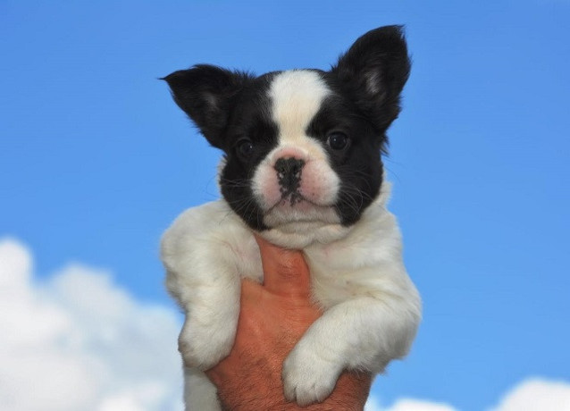 francuski-buldog-fluffy-big-1