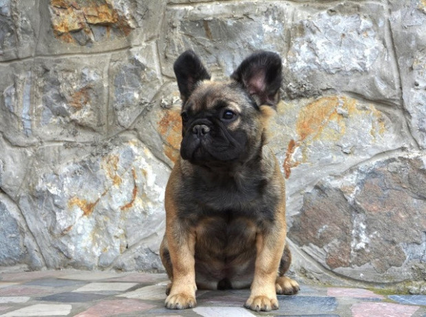 francuski-buldog-fluffy-big-2