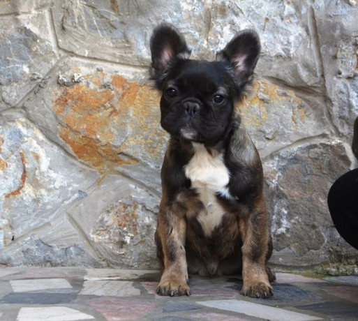 francuski-buldog-fluffy-big-3