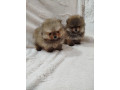 prelepi-boo-medvedici-small-0