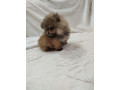 prelepi-boo-medvedici-small-1