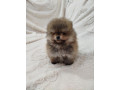 prelepi-boo-medvedici-small-2