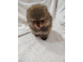 prelepi-boo-medvedici-small-4