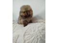 prelepi-boo-medvedici-small-3