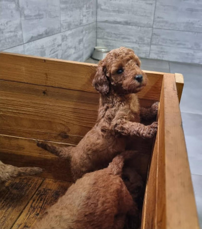 crvena-patuljasta-pudla-big-1