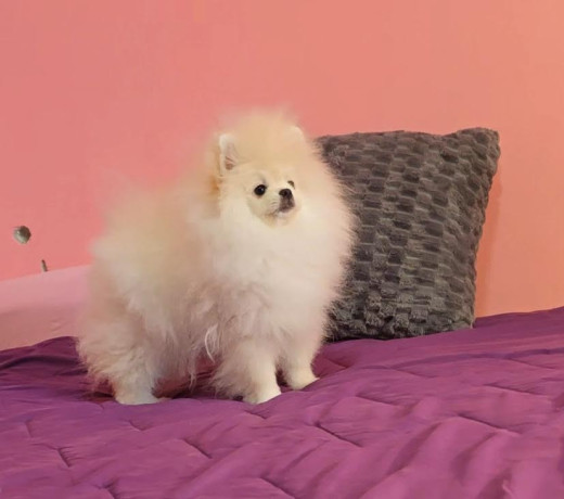 cistokrvni-boo-stenci-pomeranca-big-0