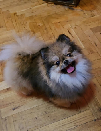 cistokrvni-boo-stenci-pomeranca-big-1