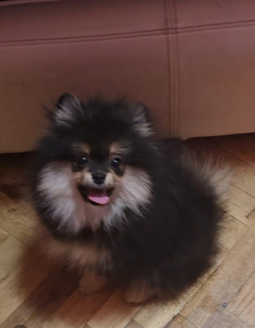 cistokrvni-boo-stenci-pomeranca-big-4