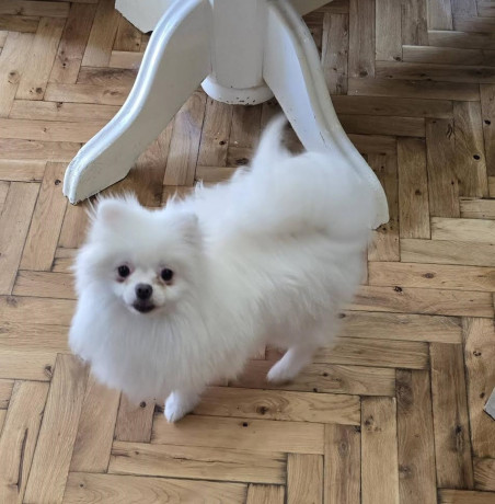 cistokrvni-boo-stenci-pomeranca-big-2