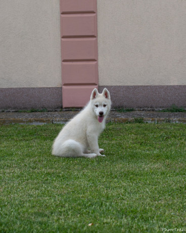 sibirski-haski-stenci-big-0