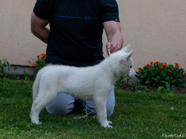 sibirski-haski-stenci-big-4