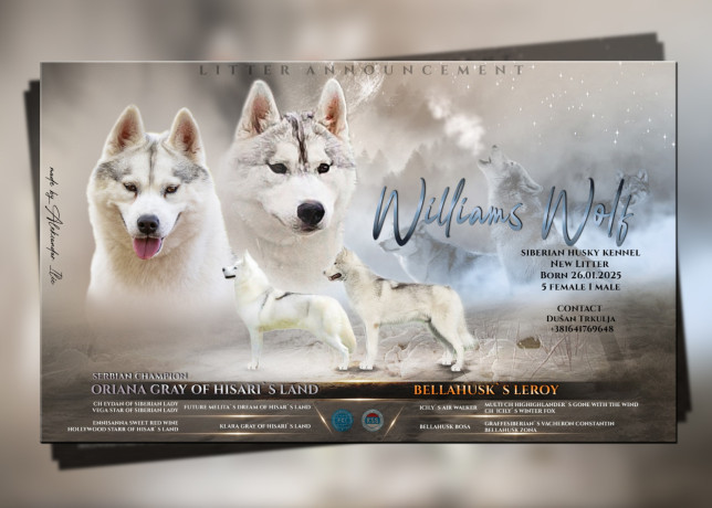 sibirski-haski-stenci-big-1