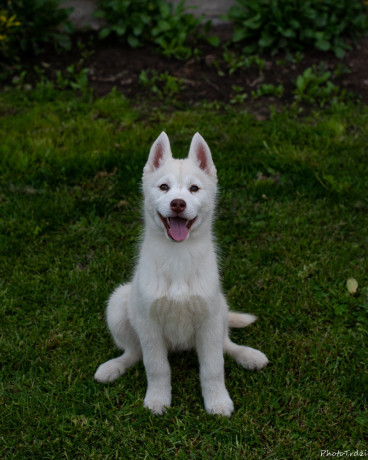 sibirski-haski-stenci-big-3