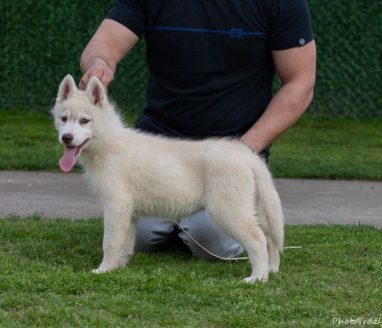 sibirski-haski-stenci-big-2