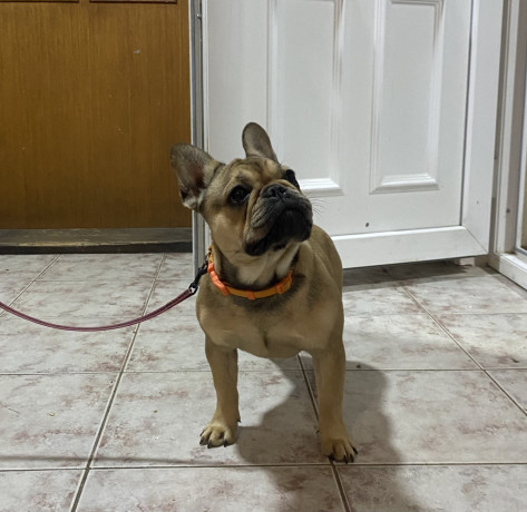 francuski-buldog-zenski-stenci-big-3