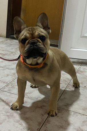 francuski-buldog-zenski-stenci-big-0