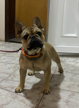 francuski-buldog-zenski-stenci-big-1