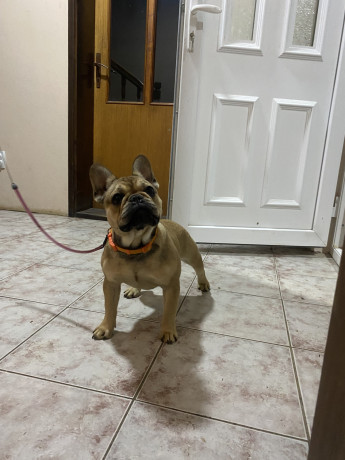 francuski-buldog-zenski-stenci-big-2