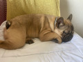 francuski-buldog-zensko-prelepo-stene-small-0