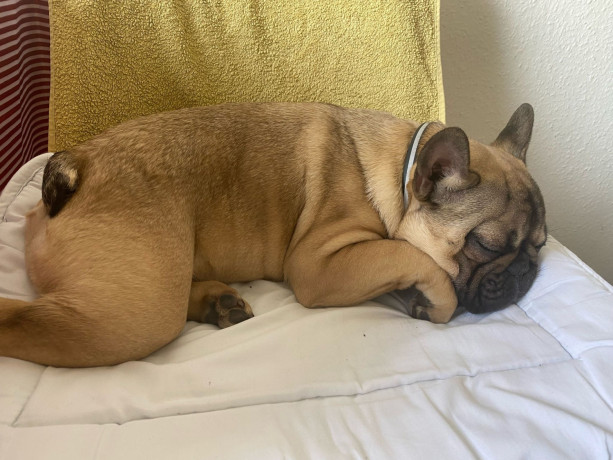 francuski-buldog-zensko-prelepo-stene-big-0