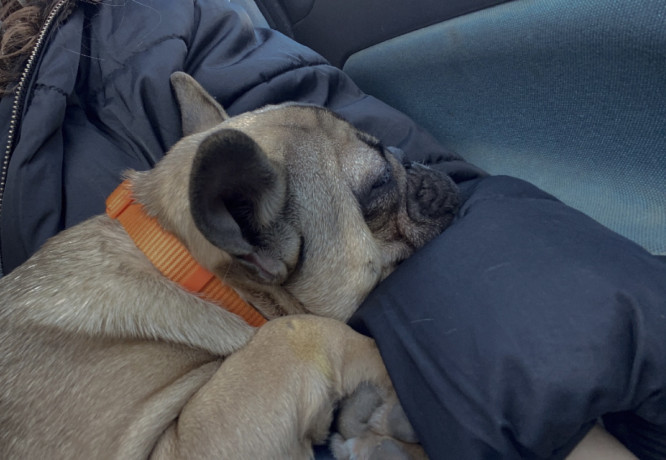 prelepo-stene-francuskog-buldoga-big-1