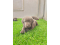 labrador-retriver-stenci-small-1