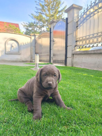 labrador-retriver-stenci-big-3