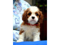 cavalier-king-charles-spaniel-blenheim-i-tricolor-small-1