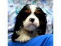 cavalier-king-charles-spaniel-blenheim-i-tricolor-small-3