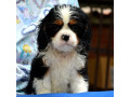 cavalier-king-charles-spaniel-blenheim-i-tricolor-small-4