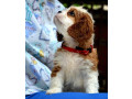 cavalier-king-charles-spaniel-blenheim-i-tricolor-small-2