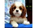 cavalier-king-charles-spaniel-blenheim-i-tricolor-small-0