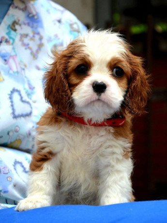 cavalier-king-charles-spaniel-blenheim-i-tricolor-big-1