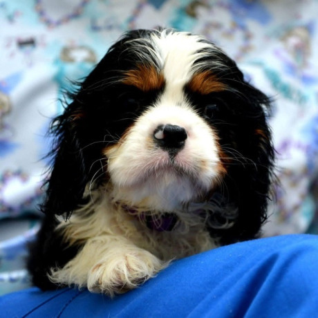 cavalier-king-charles-spaniel-blenheim-i-tricolor-big-3