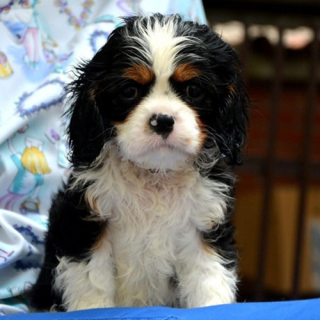 cavalier-king-charles-spaniel-blenheim-i-tricolor-big-4