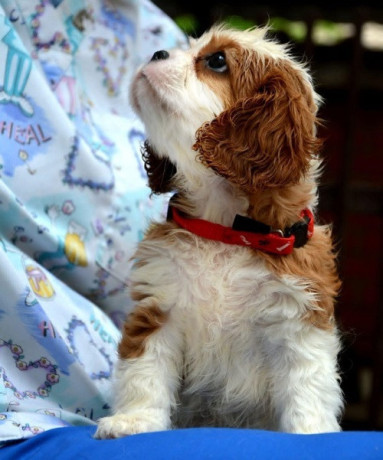 cavalier-king-charles-spaniel-blenheim-i-tricolor-big-2