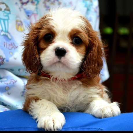 cavalier-king-charles-spaniel-blenheim-i-tricolor-big-0