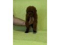 stenci-crvene-toy-pudle-small-3
