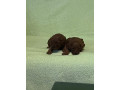 stenci-crvene-toy-pudle-small-4