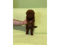 stenci-crvene-toy-pudle-small-0