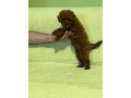 stenci-crvene-toy-pudle-small-1