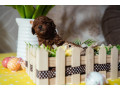 crvene-patuljaste-i-toy-pudle-small-1