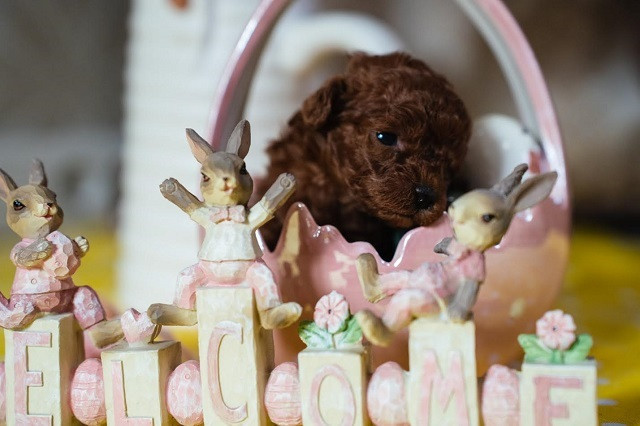 crvene-patuljaste-i-toy-pudle-big-2