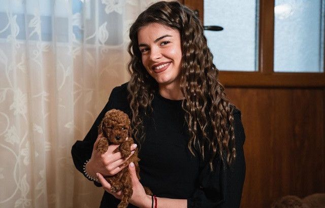 crvene-patuljaste-i-toy-pudle-big-3