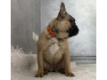 francuski-buldog-prelepo-zensko-stene-staro-8-meseci-small-3