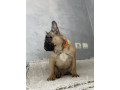 francuski-buldog-prelepo-zensko-stene-staro-8-meseci-small-1