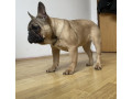 francuski-buldog-prelepo-zensko-stene-staro-8-meseci-small-0
