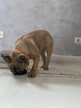 francuski-buldog-prelepo-zensko-stene-staro-8-meseci-big-4